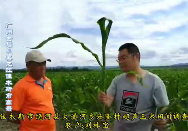 黑龍江省佳木斯市饒河縣大通河鄉興隆村超聲玉米田田間調查