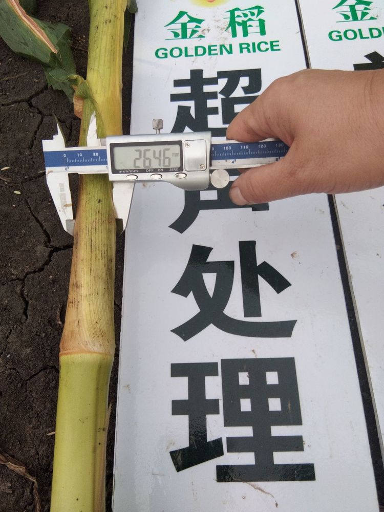 黑龍江雙鴨山市與佳木斯市的超聲波玉米、水稻種植田調(diào)查