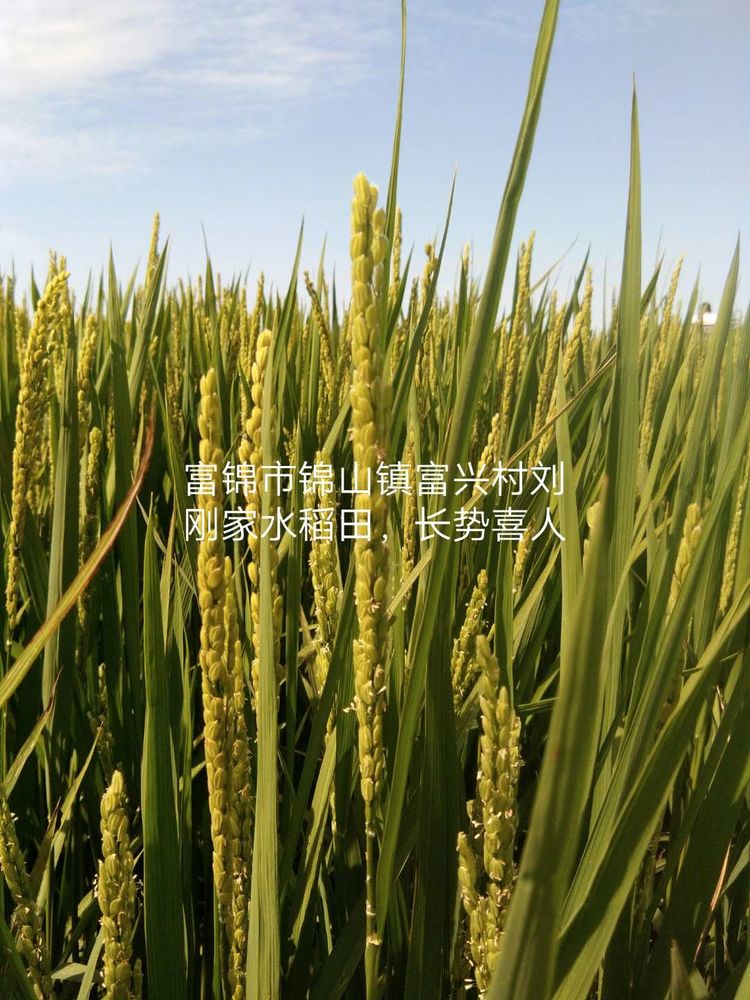 黑龍江雙鴨山市與佳木斯市的超聲波玉米、水稻種植田調(diào)查