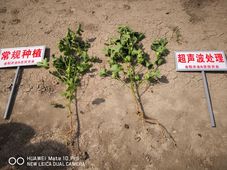 7月新疆超聲波棉花田田間調查