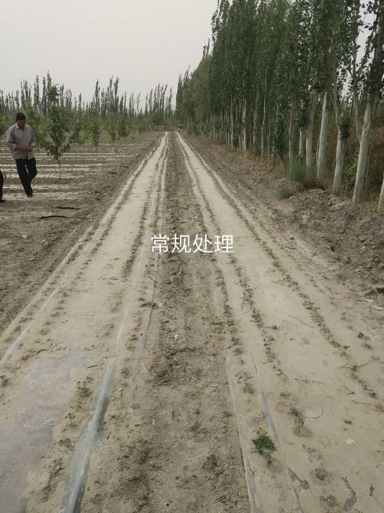 新疆省庫爾勒市棉花種植田間調查觀摩會