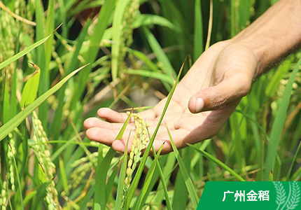 聚焦“十三五”規劃：農業改革“箭在弦上”